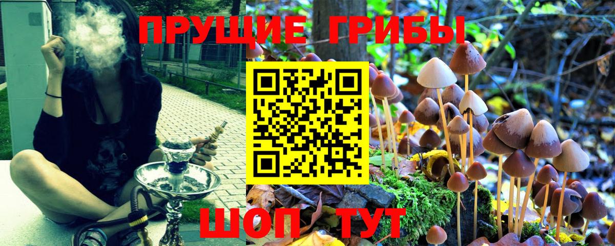 Галлюциногенные грибы MAGIC MUSHROOMS  Вход с VPN  Камень-на-Оби 